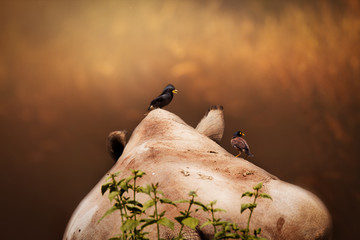 A close up white rhino happy time sleep and two bird with stand on the back nature sunset beauty...