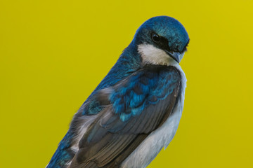 Tree Swallow