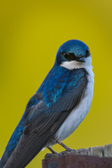 Tree Swallow
