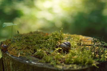 Two snails crawl along a large stump, covered with moss in the forest in the early morning, in the summer