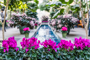 Pink purple cyclamen flowers with fountain in center