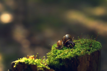 Two snails turned away in different directions early in the morning on a stump with moss in the forest