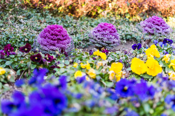 Purple kale plants and pansy flowers in garden