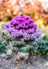 Vertical closeup of tall Purple kale plant in garden