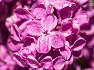 Fototapeta premium Syringa, lush buds of lilac flowers on a branch, close-up of inflorescence