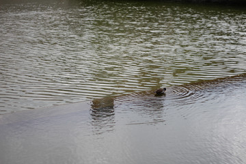 Duck in Water