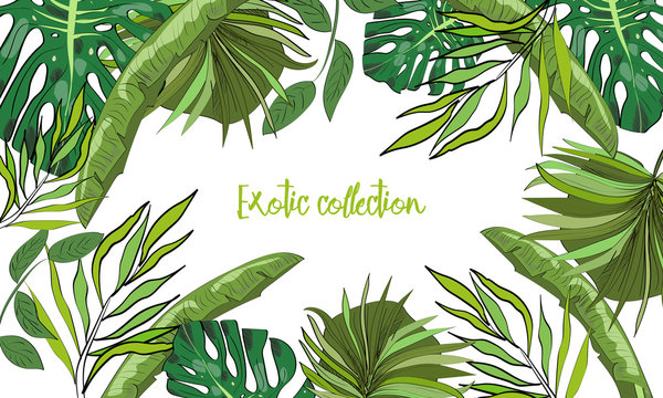 Tropical hand drawn exotic collection background with leaves.