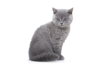 small british kitten on the white background