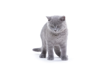 small british kitten on the white background