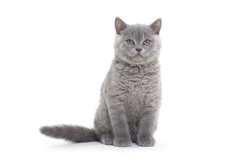 small british kitten on the white background