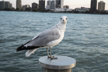 Seagull standing on pier at Detroit River looking at Windsor Canada skyline