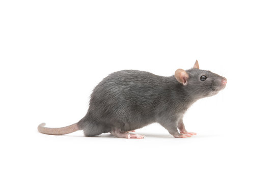 rat isolated on white background