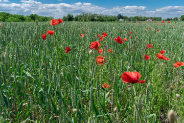 Poppy flowers on the field