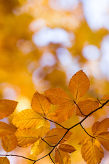 Naklejka na ściany i meble Colourful leaves in autumn season