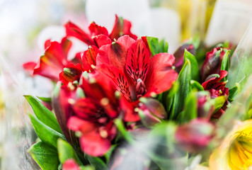 Red alstromeria flower bouquet macro closeup