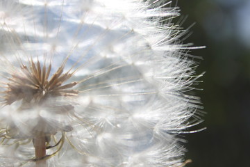 close up of a dandelion