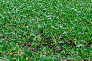Soybean field in summer