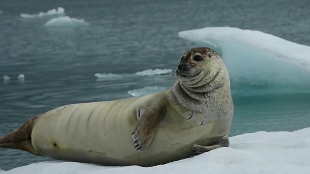 Curious seal