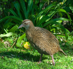 Pesky Weka