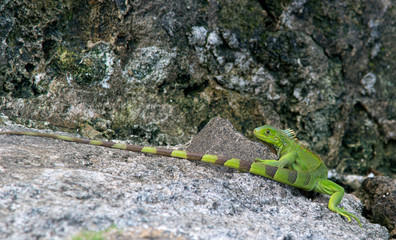 Iguana on rock