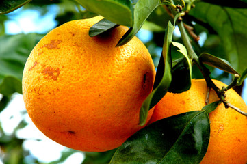 oranges on trees