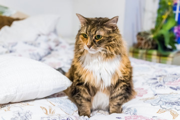 Naklejka na ściany i meble Maine coon cat sitting on bed waiting for owner