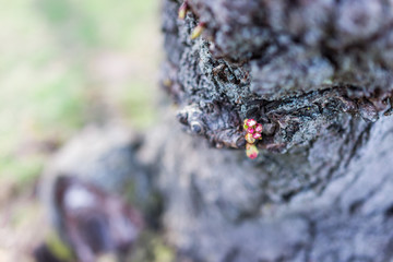 Cherry blossom buds in tree trunk macro closeup with unopened pink flowers