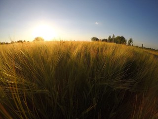 Поле на закате