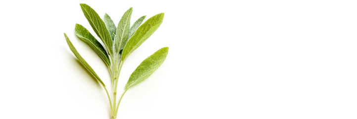 Obraz premium Salbei - Banner