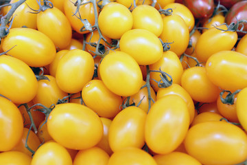 tomato cherry yellow