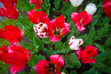 Tulips. Red flowers.