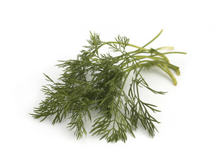 Close up shot of branch of fresh green dill herb leaves isolated on white background