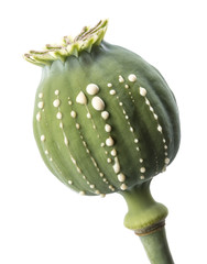 Opium  - latex flows from immature macadamia (Poppy seed - Papaver somniferum)