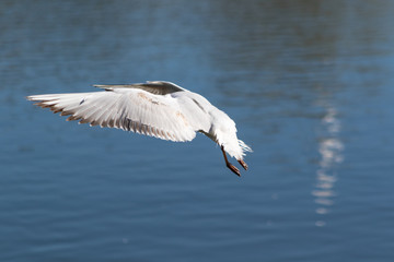 Seagull in flight