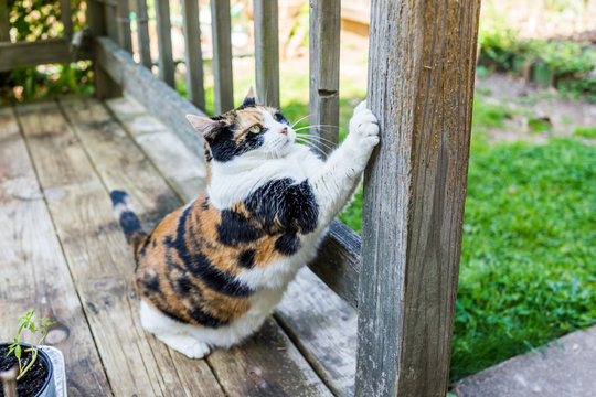 Calico cat scratching nails on scratch post outside in outdoor garden backyard