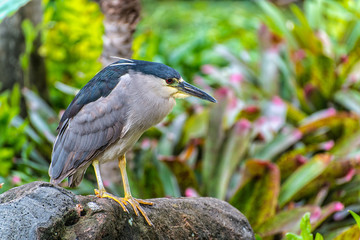 Black-crowned Night Heron