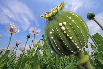 Opium - latex flows from immature macadamia (Poppy seed - Papaver somniferum) - obrazy, fototapety, plakaty