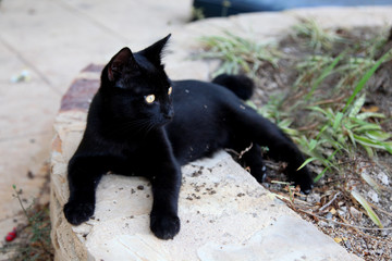 Fototapeta na wymiar Black cat with golden eyes