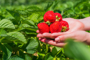 Handful fresh picked delicious strawberries held over strawberry plants