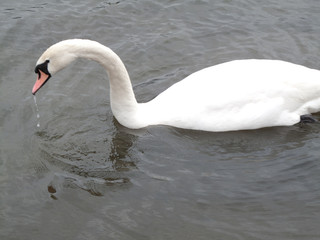 Swan Lake