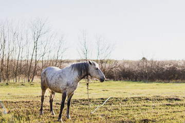 Obraz na płótnie Canvas Beautiful gray horse in spring field.