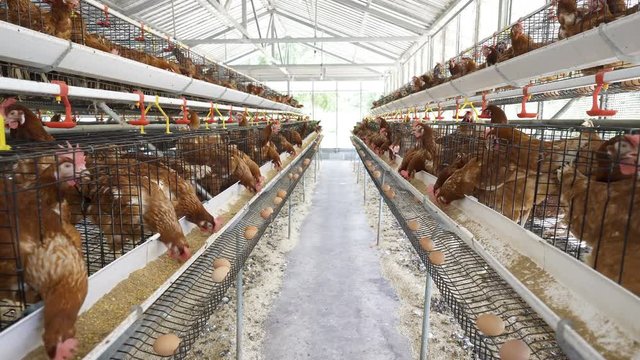 Hen, Chicken eggs and chickens eating food in farm, UHD 4k 3840x2160.
