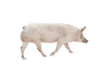 pig animal walking isolated on white