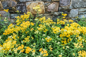 Closeup of decorative pale yellow yarrow achillea flowers showing detail and texture