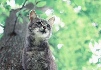 cute funny tabby kitten climbed a tree in the garden in summer