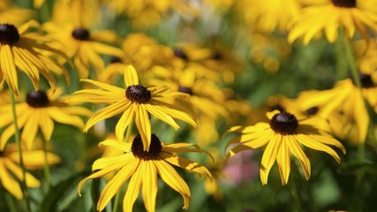 gelbes Blütenmeer (rudbeckia fulgida)