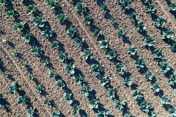 Cabbage in a field in Alsace, France