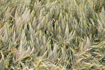 Summer Field of Barley 
