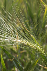 Detail of the Barley Spike