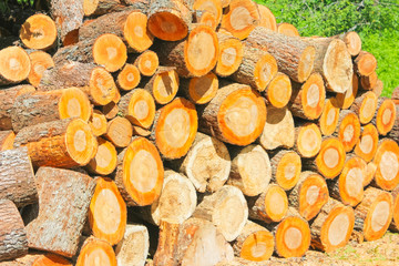 Sawn logs prepared for firewood. A pile of logs. Harvesting for firewood..